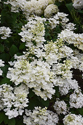 White Diamonds Hydrangea (Hydrangea paniculata 'HYPMAD I') at Lakeshore Garden Centres