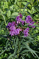 Prairie Ironweed (Vernonia fasciculata) at Lakeshore Garden Centres