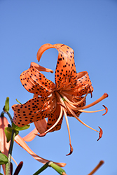 Tiger Lily (Lilium lancifolium) at Lakeshore Garden Centres
