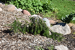 Green Spiral Silver Fir (Abies alba 'Green Spiral') at Lakeshore Garden Centres