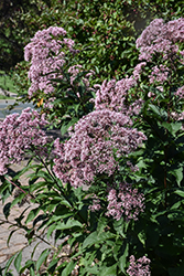 Joe Pye Weed (Eupatorium maculatum) at Green Thumb Garden Centre