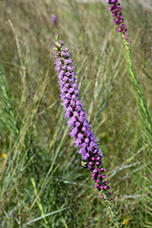 Prairie Blazing Star (Liatris pycnostachya) at Lakeshore Garden Centres