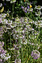 Nodding Onion (Allium cernuum) at Peter Knippel Garden Centre