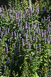 Anise Hyssop (Agastache foeniculum) at Peter Knippel Garden Centre