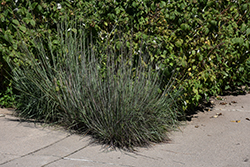 Little Bluestem (Schizachyrium scoparium) at Peter Knippel Garden Centre