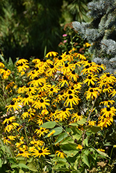 Orange Coneflower (Rudbeckia fulgida) at Lakeshore Garden Centres