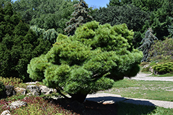 Dwarf White Pine (Pinus strobus 'Nana') at Green Thumb Garden Centre