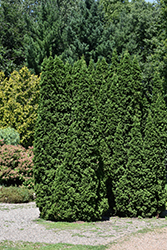 Dark Green Arborvitae (Thuja occidentalis 'Nigra') at Peter Knippel Garden Centre