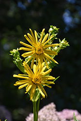 Cup Plant (Silphium perfoliatum) at Lakeshore Garden Centres