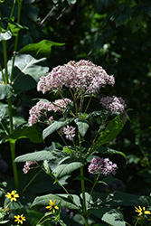 Hollow Joe Pye Weed (Eupatorium fistulosum) at Peter Knippel Garden Centre