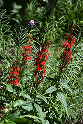 Cardinal Flower (Lobelia cardinalis) at Lakeshore Garden Centres