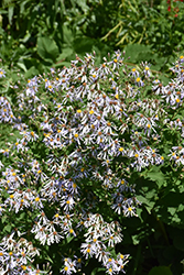 Large-leaved Aster (Eurybia macrophylla) at Lakeshore Garden Centres