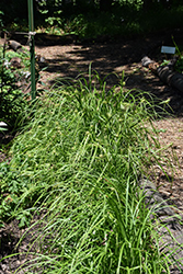Gray's Sedge (Carex grayi) at Peter Knippel Garden Centre