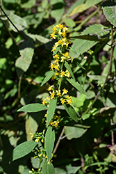Zigzag Goldenrod (Solidago flexicaulis) at Lakeshore Garden Centres