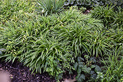 Plantain-leaved Sedge (Carex plantaginea) at Lakeshore Garden Centres