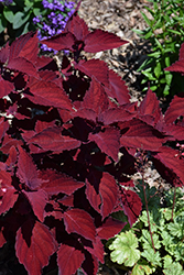 Beale Street Coleus (Solenostemon scutellarioides 'Beale Street') at Lakeshore Garden Centres