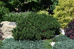Sherwood Compact Mugo Pine (Pinus mugo 'Sherwood Compact') at Lakeshore Garden Centres