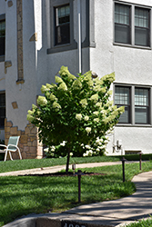 Limelight Prime Hydrangea (tree form) (Hydrangea paniculata 'SMNHPPH') at Green Thumb Garden Centre