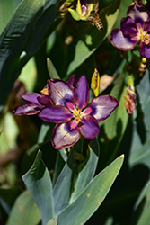 Sangria Candy Lily (Pardancanda 'Sangria') at Lakeshore Garden Centres