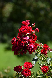 Cherry Frost Rose (Rosa 'Overedclimb') at Green Thumb Garden Centre