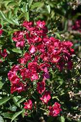 Oso Happy Candy Oh! Rose (Rosa 'ZLEMartinCipar') at Lakeshore Garden Centres
