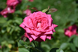 Peter Mayle Rose (Rosa 'MEIzincaro') at Lakeshore Garden Centres
