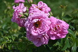 Cape Diamond Rose (Rosa 'Cape Diamond') at Lakeshore Garden Centres