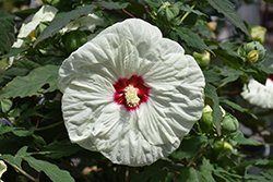 Summerific French Vanilla Hibiscus (Hibiscus 'French Vanilla') at Peter Knippel Garden Centre