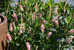 Ruby Spice Summersweet (Clethra alnifolia 'Ruby Spice') at Peter Knippel Garden Centre