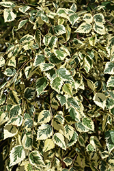 Shiloh Splash River Birch (Betula nigra 'Shiloh Splash') at Lakeshore Garden Centres