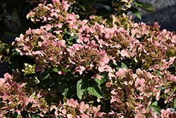 Early Evolution Hydrangea (Hydrangea paniculata 'AJ14') at Green Thumb Garden Centre