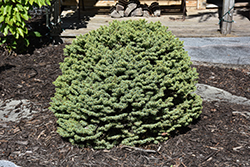 Dwarf Serbian Spruce (Picea omorika 'Nana') at Peter Knippel Garden Centre
