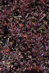 Spicy Devil Ninebark (Physocarpus opulifolius 'ZLENATALIE') at Lakeshore Garden Centres