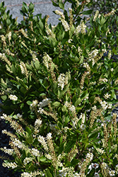 Sugartina Crystalina Summersweet (Clethra alnifolia 'Crystalina') at Lakeshore Garden Centres