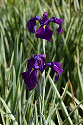 Variegated Japanese Flag Iris (Iris ensata 'Variegata') at Lakeshore Garden Centres