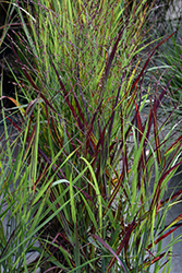 Shenandoah Reed Switch Grass (Panicum virgatum 'Shenandoah') at Peter Knippel Garden Centre