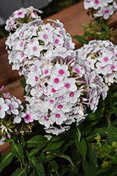 Cherry Cream Garden Phlox (Phlox paniculata 'Cherry Cream') at Peter Knippel Garden Centre