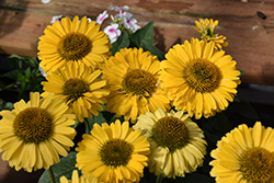 SunSeekers Golden Sun Coneflower (Echinacea 'SunSeekers Golden Sun') at Lakeshore Garden Centres