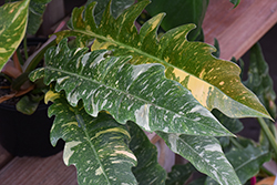 Ring of Fire Philodendron (Philodendron 'Ring of Fire') at Golden Acre Home & Garden