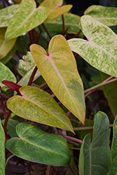 Prismacolor Painted Lady Variegated Climbing Philodendron (Philodendron erubescens 'Painted Lady') at Golden Acre Home & Garden