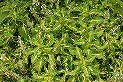 Down Town Port Fairy Coleus (Solenostemon scutellarioides 'Port Fairy') at Lakeshore Garden Centres