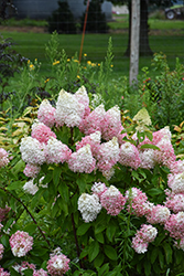 Love-A-Lot Pink Hydrangea (Hydrangea paniculata 'Bokropiav') at Lakeshore Garden Centres