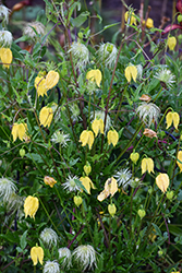 Golden Clematis (Clematis tangutica) at Peter Knippel Garden Centre