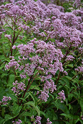 Phantom Joe Pye Weed (Eupatorium maculatum 'Phantom') at Lakeshore Garden Centres