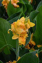Cannova Gold Leopard Canna (Canna 'Cannova Gold Leopard') at Lakeshore Garden Centres
