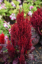 Bright Sparks Bright Red Bronze Leaf Celosia (Celosia plumosa 'Bright Sparks Bright Red Bronze Leaf') at Lakeshore Garden Centres