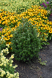 Luxus Compact Japanese Holly (Ilex crenata 'Annys5') at Lakeshore Garden Centres