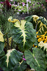 Royal Hawaiian Waikiki Elephant Ear (Colocasia esculenta 'Waikiki') at Lakeshore Garden Centres