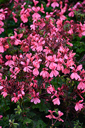 Caldera Salmon Geranium (Pelargonium 'Caldera Salmon') at Lakeshore Garden Centres
