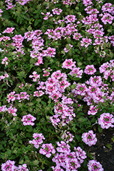 Vanessa Bicolor Light Pink Verbena (Verbena 'Vanessa Bicolor Light Pink') at Lakeshore Garden Centres